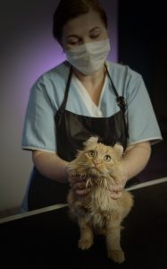 vet cat care