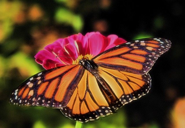 monarch butterfly garden conservation habitat